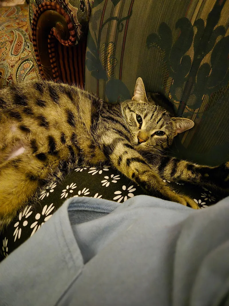 Basil thumbnail 2
