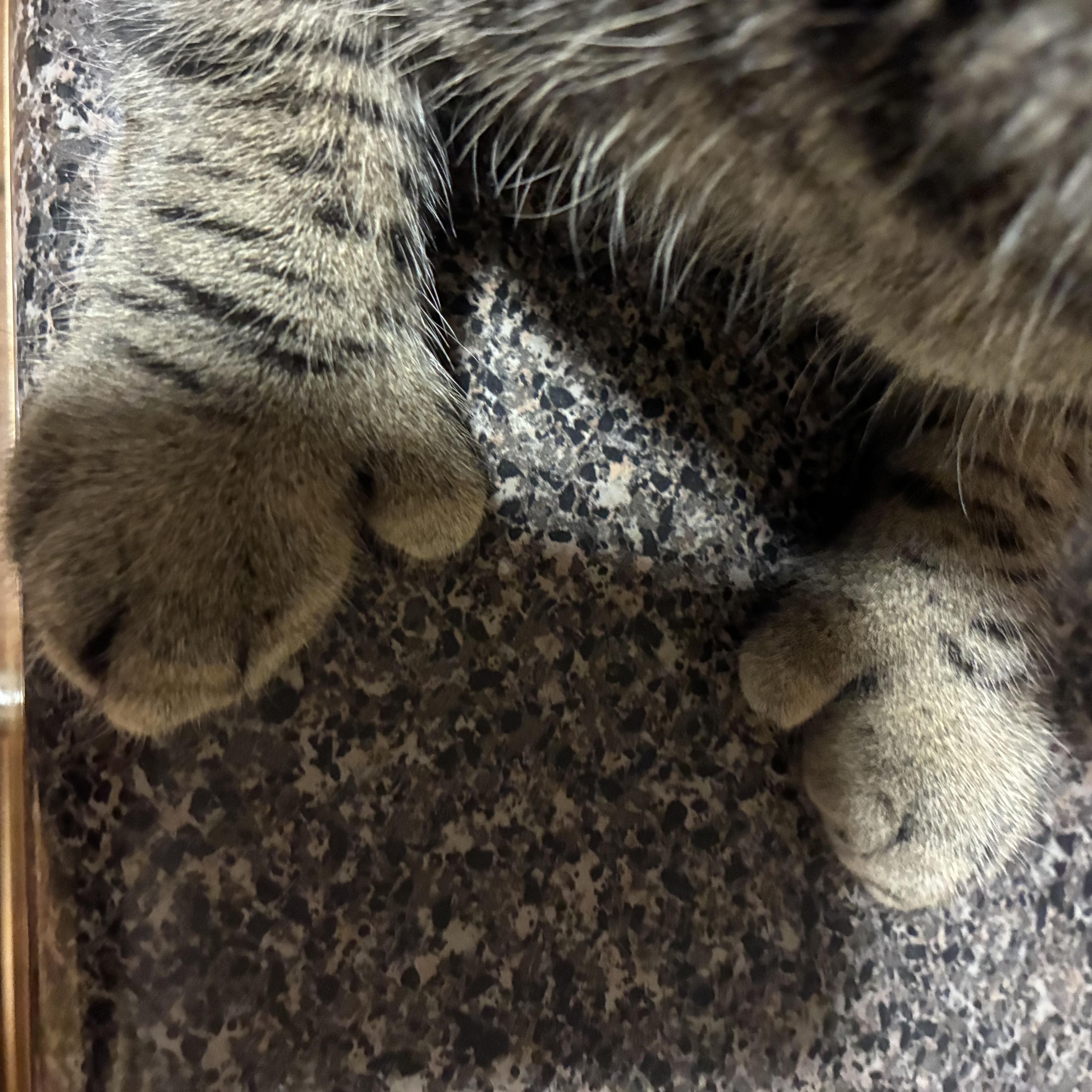 Basil thumbnail 4