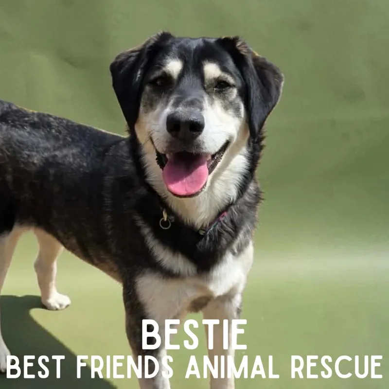 An adult small-sized female Husky dog named Bestie for adoption in Wasilla, AK