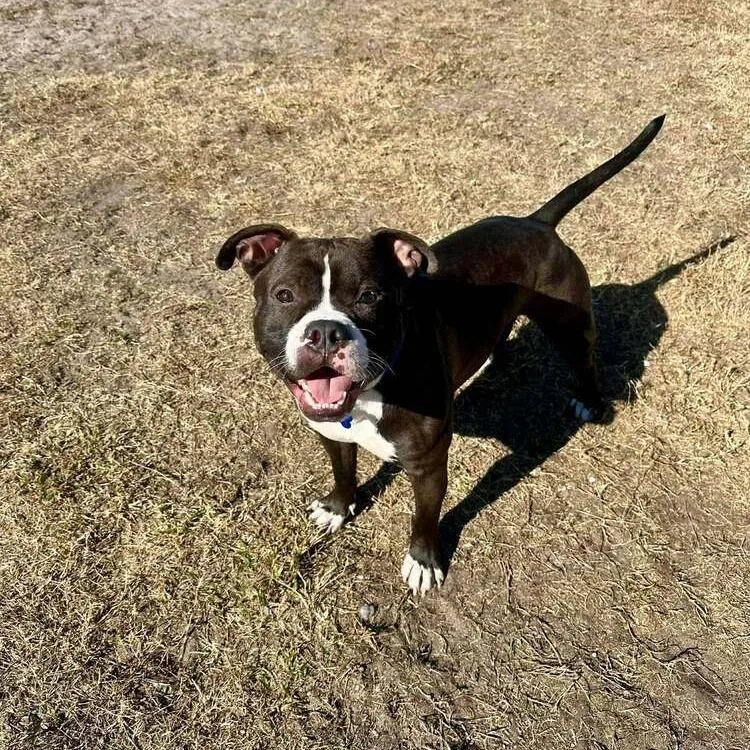 Valentine thumbnail 3