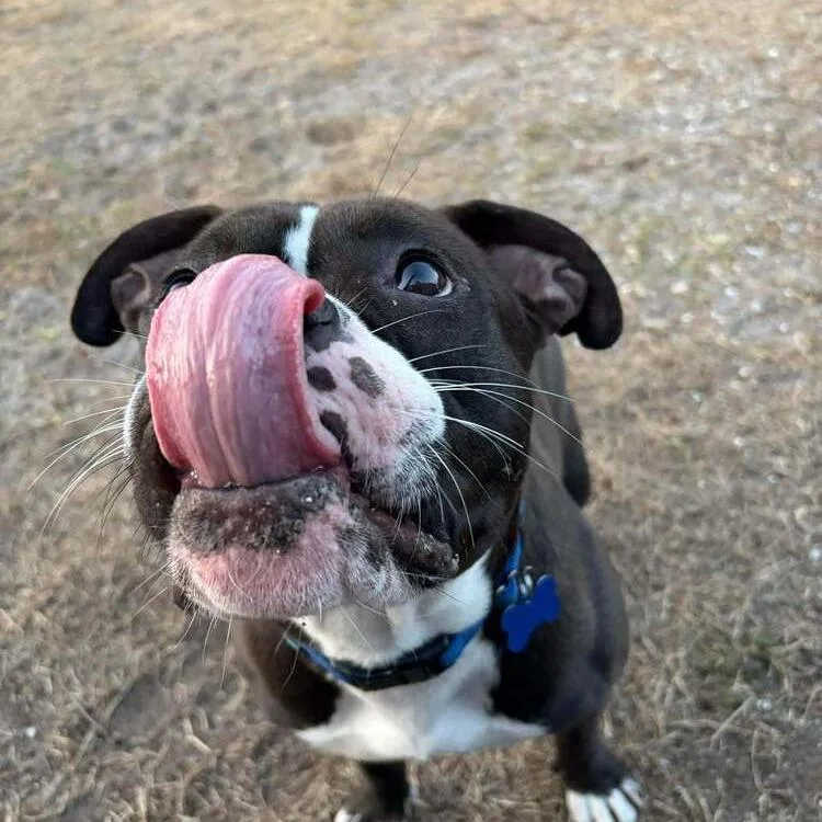 Valentine thumbnail 4