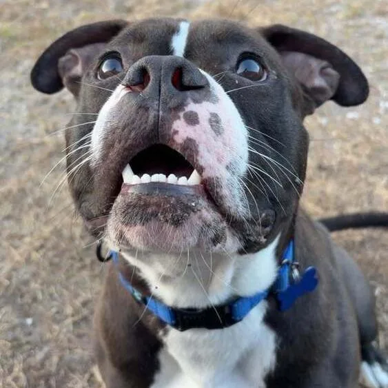 Valentine thumbnail 5