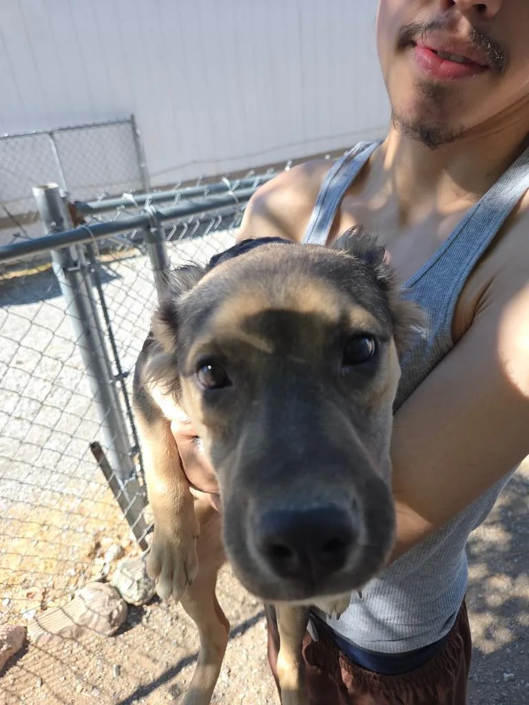 A baby medium-sized female German Shepherd Dog named Glenda for adoption in Pahrump, NV