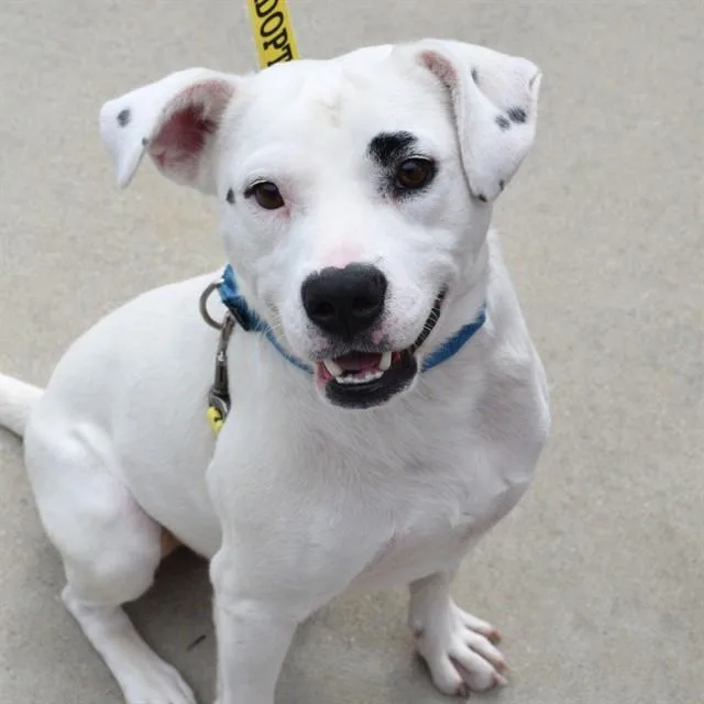 An adult medium-sized male Labrador Retriever dog named Panko for adoption in St. Louis, MO