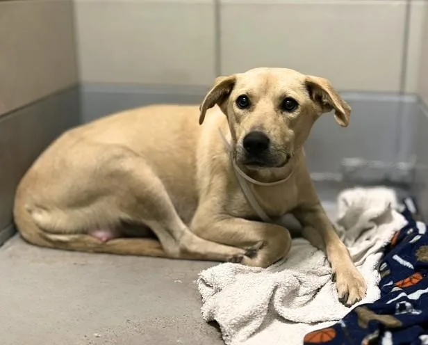 Honey Bun