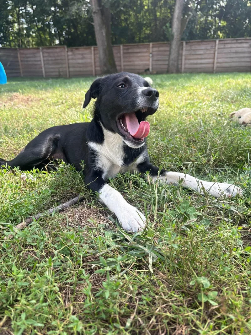 A baby small-sized female Black Border Collie dog named Bianca for adoption in Indianapolis, IN