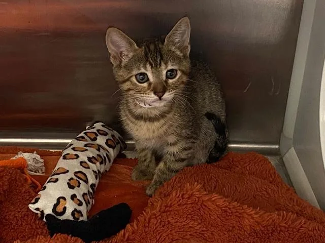 A baby small-sized female Domestic Short Hair cat named Fatima for adoption in Tustin, CA