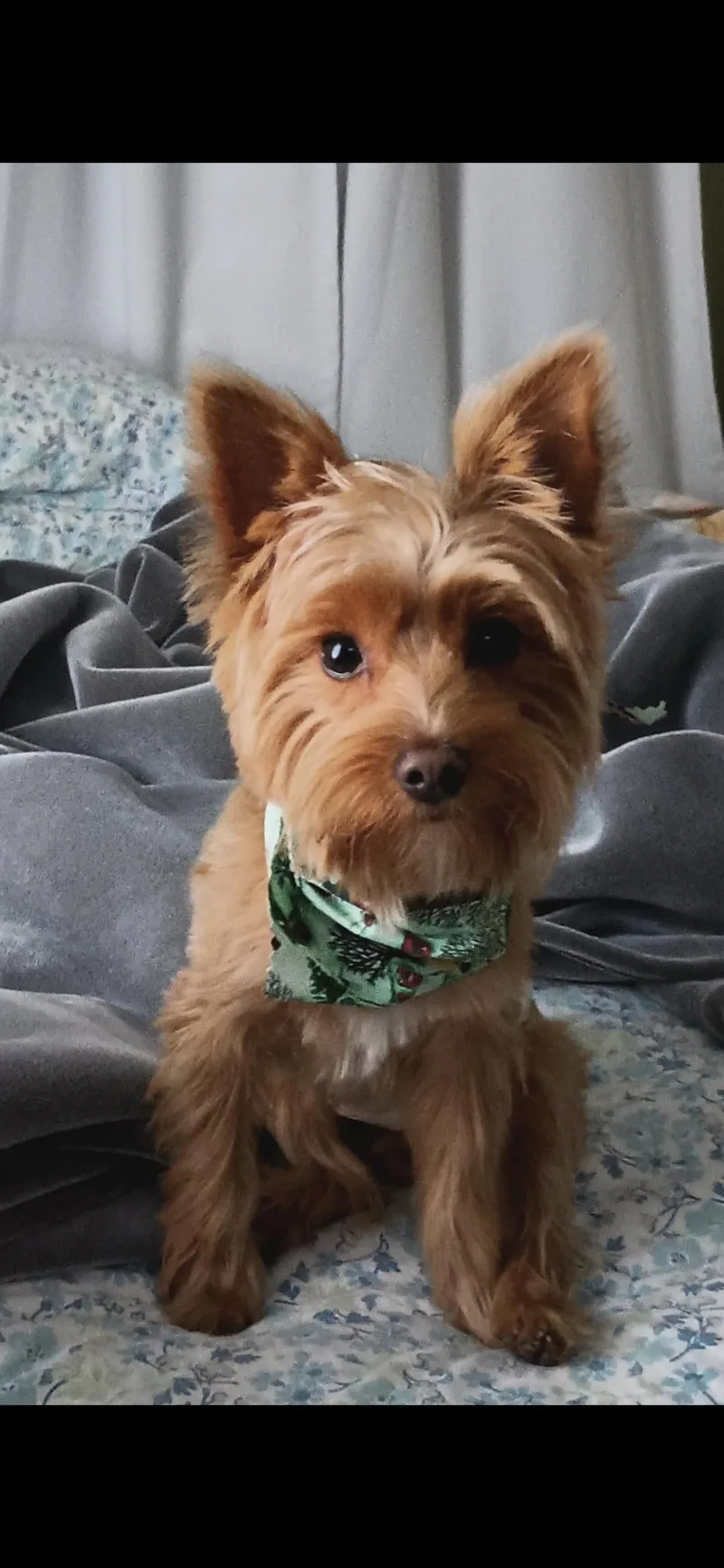 A young small-sized male Golden Yorkshire Terrier dog named Manolo for adoption in Cleveland , OH