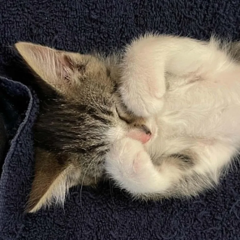 A baby small-sized male Domestic Short Hair cat named Firecracker for adoption in Antioch, CA