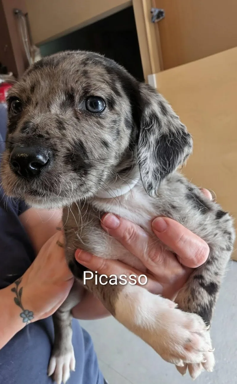A baby medium-sized male Merle (Blue) Catahoula Leopard Dog dog named Picasso  Works Of for adoption in Amelia, OH