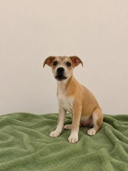 A baby medium-sized female Labrador Retriever dog named Flora for adoption in North Richland Hills, TX