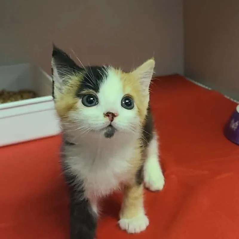 A baby small-sized female Calico Domestic Short Hair cat named Olivia for adoption in Hemet, CA