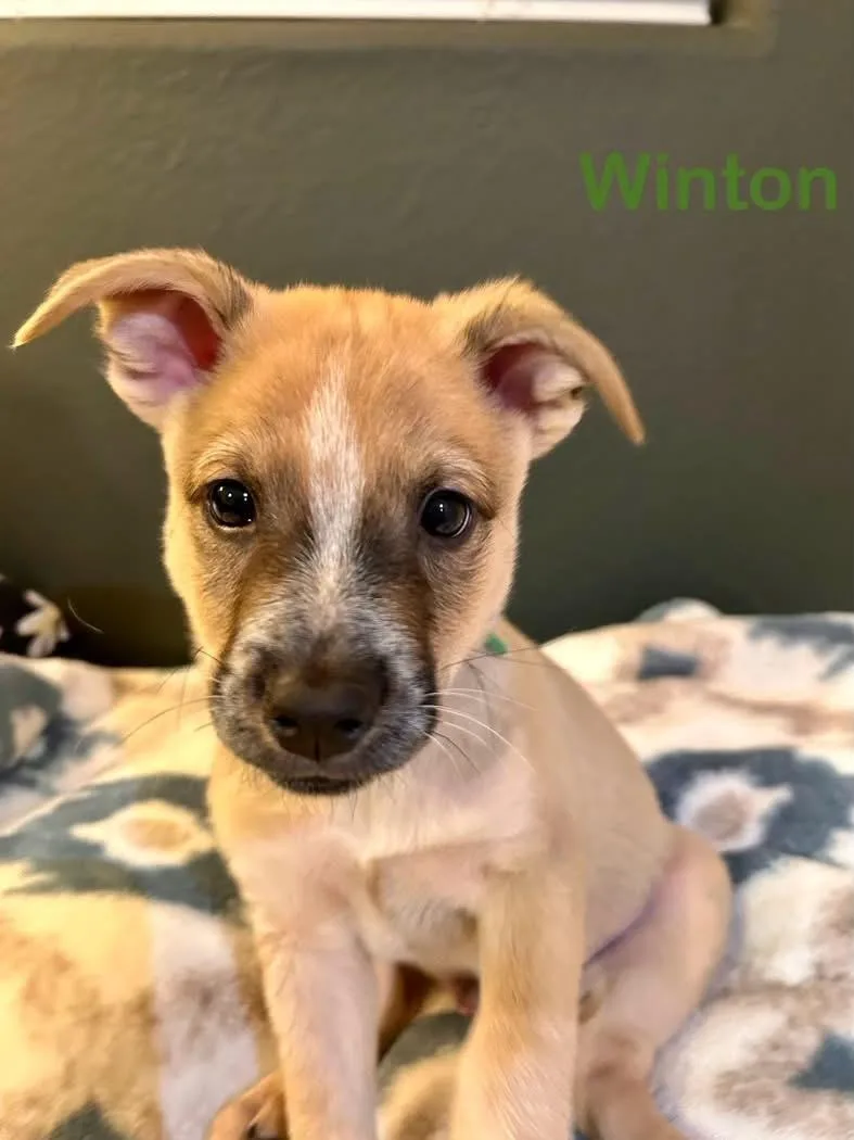 A baby medium-sized male Australian Cattle Dog / Blue Heeler dog named Winton for adoption in Las Vegas, NV