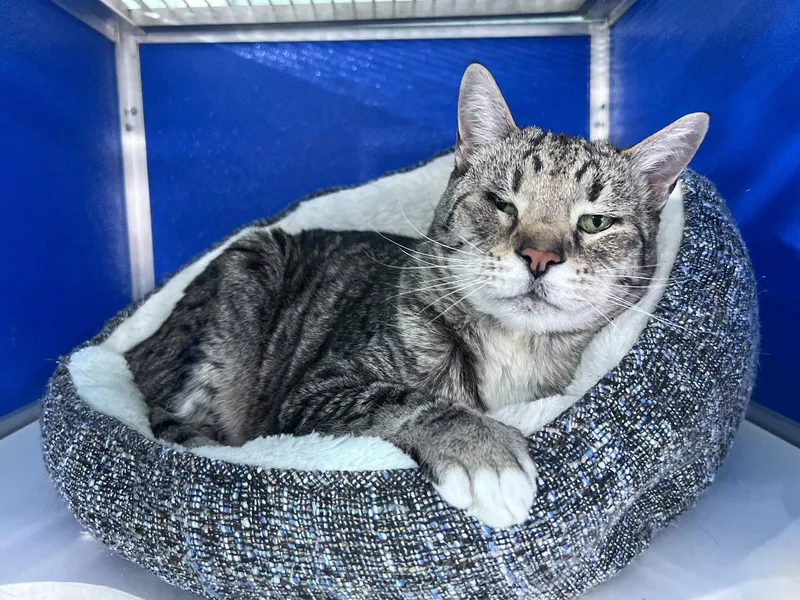 A senior medium-sized male Domestic Short Hair cat named Shogi for adoption in Colorado Springs, CO