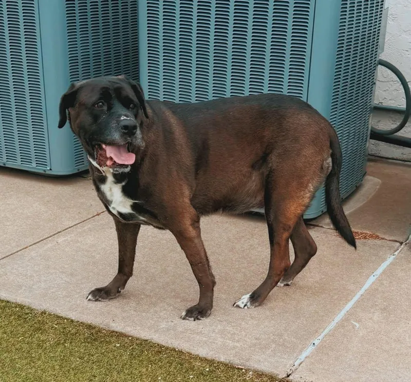A senior extra large-sized female Cane Corso dog named Karma for adoption in Hays, KS