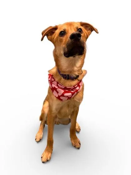 A young small-sized male Mixed Breed dog named Bruno for adoption in Knoxville, TN