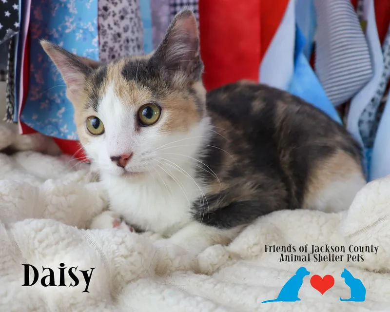 Daisy thumbnail 2