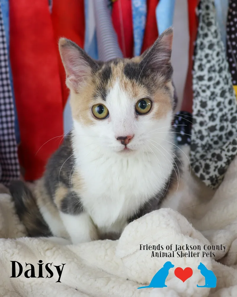 Daisy thumbnail 3