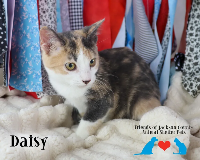 Daisy thumbnail 4