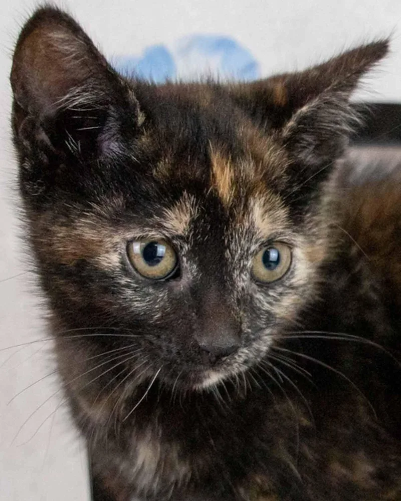 A baby medium-sized female Domestic Short Hair cat named Hannah for adoption in Kennesaw, GA