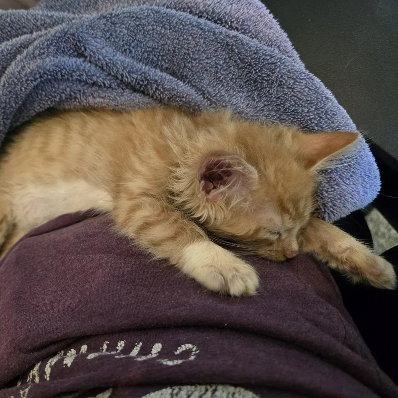 A baby small-sized male Orange / Red Domestic Short Hair cat named Thor for adoption in Madison, WI