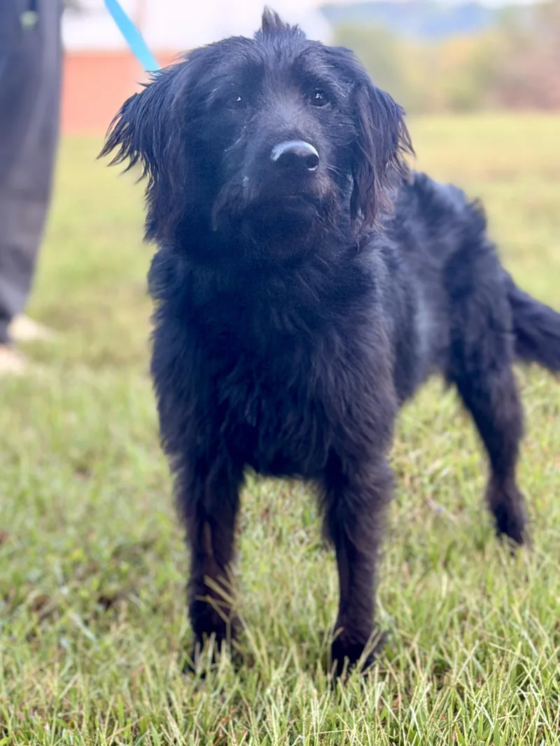 A young medium-sized male Black Goldendoodle dog named BearTransport for adoption in Gradyville, KY