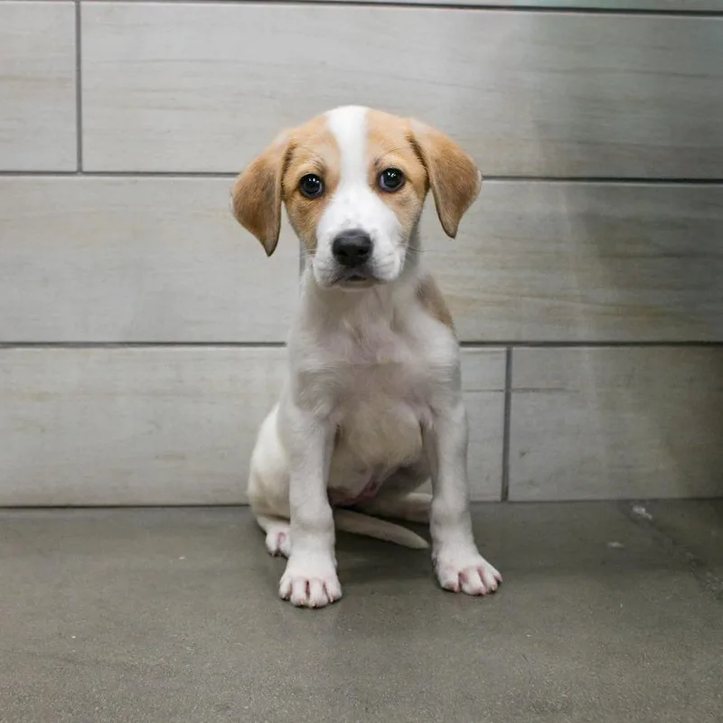 A baby small-sized female White / Cream Mixed Breed dog named Cheese for adoption in West Jordan, UT