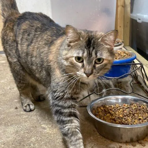An adult medium-sized female Torbie Domestic Short Hair cat named Pita for adoption in Tipp City, OH