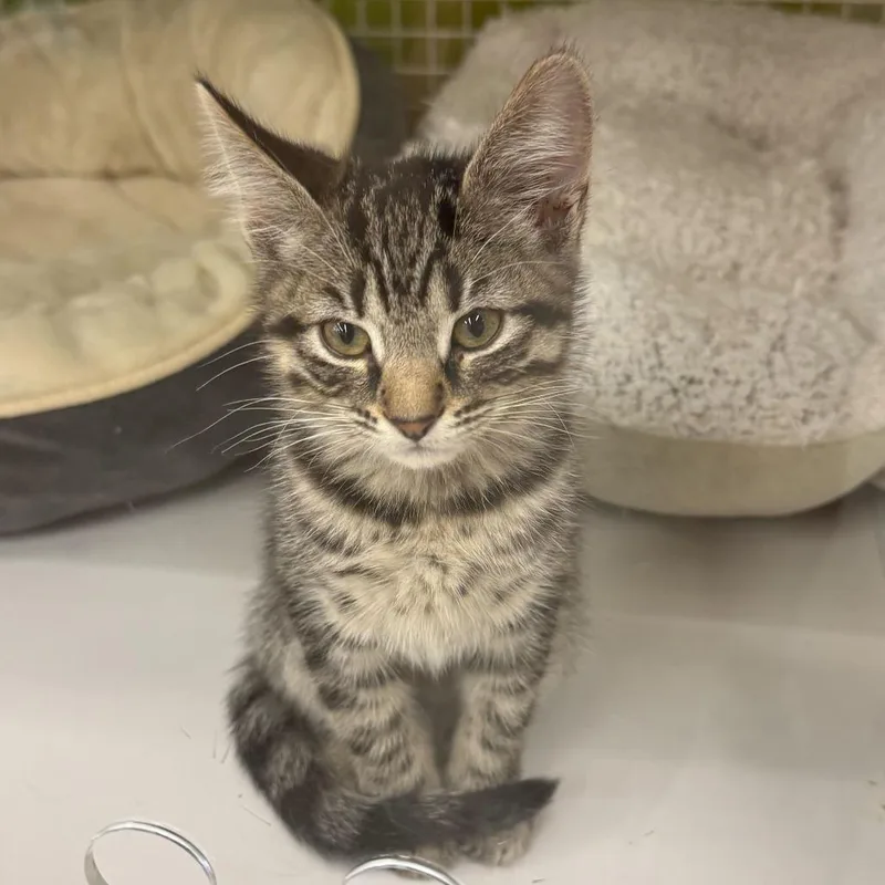 A baby small-sized female Brown / Chocolate Domestic Short Hair cat named Gravy for adoption in Tallahassee, FL