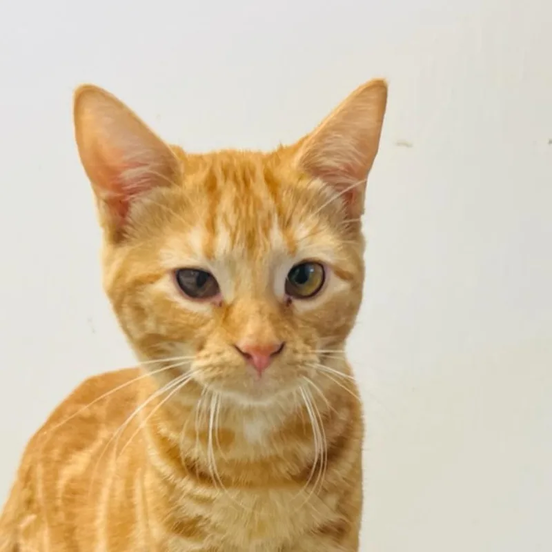 Carina Smyth thumbnail 2