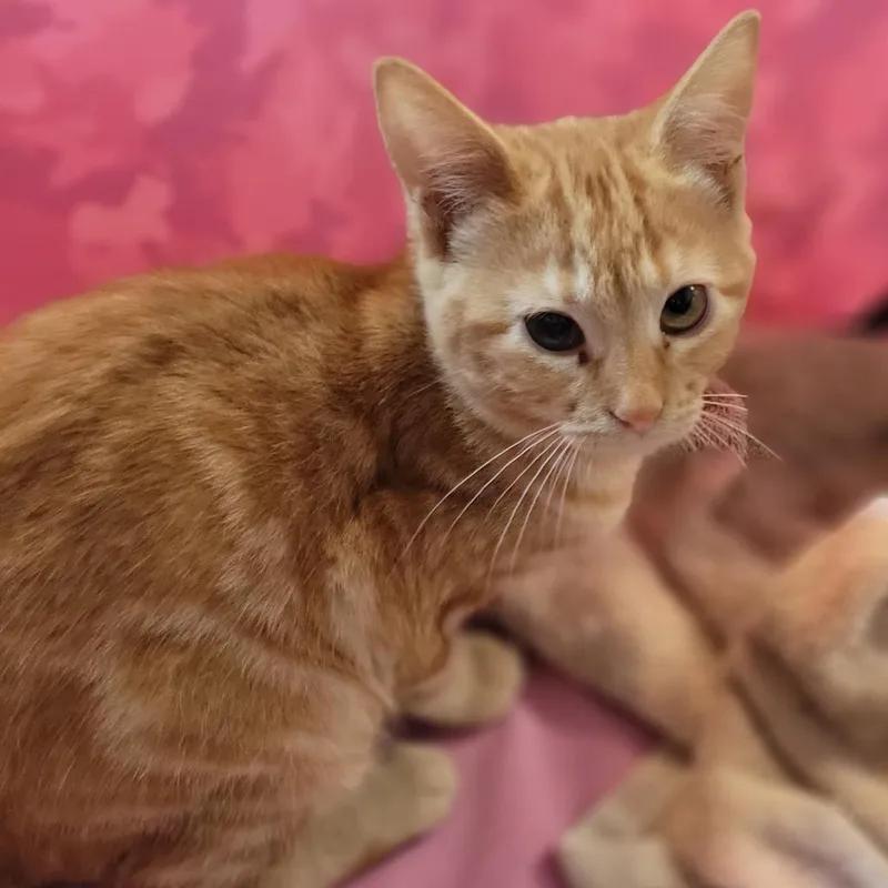 Carina Smyth thumbnail 4