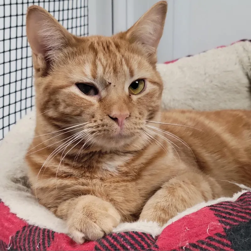 Carina Smyth thumbnail 5