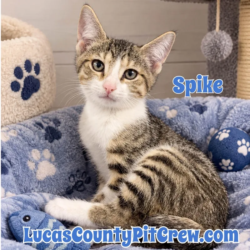 A baby medium-sized male Tabby (Gray / Blue / Silver) Domestic Short Hair cat named Spike for adoption in Toledo, OH