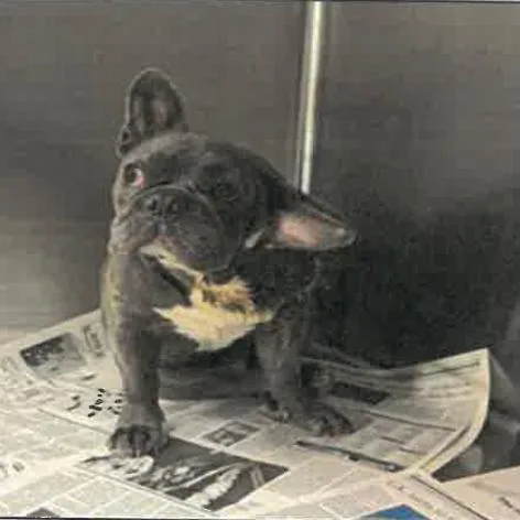 A young medium-sized male Gray / Blue / Silver French Bulldog dog named Jax A for adoption in Mission Hills, CA