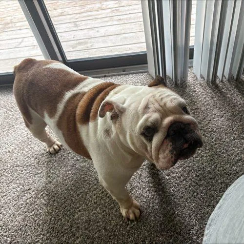 Maggie
