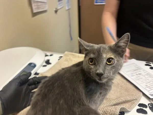 A baby medium-sized female Domestic Short Hair cat named Starflyer for adoption in Oceanside, CA