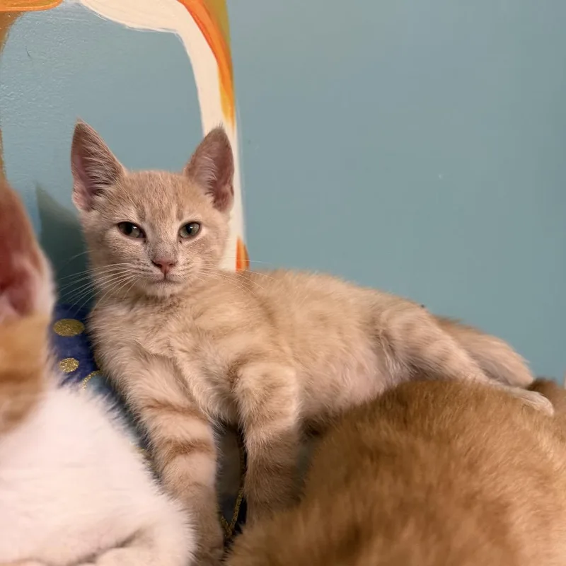 A baby small-sized male Orange / Red Domestic Short Hair cat named Live and Well for adoption in Fredericksburg, VA