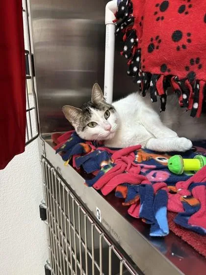 Snickerdoodle thumbnail 2