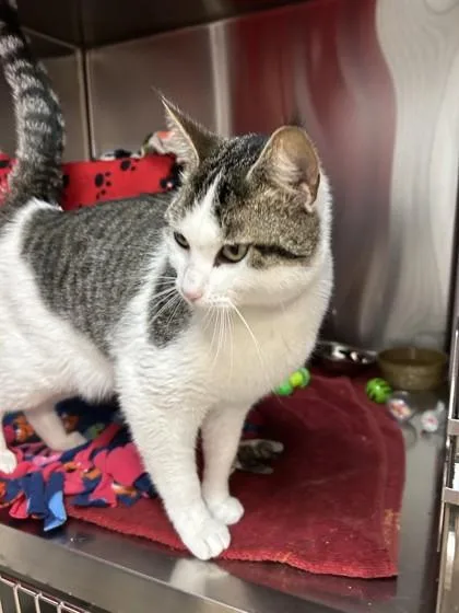 Snickerdoodle thumbnail 3