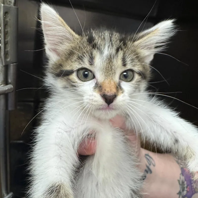 A baby small-sized female Brown / Chocolate Domestic Short Hair cat named Colored Pencils for adoption in Pekin, IL