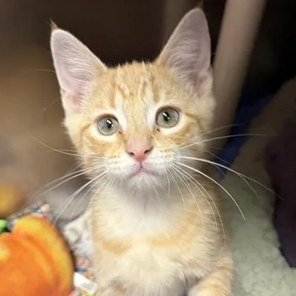 Cheddar