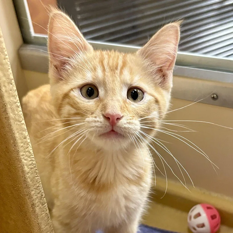 A baby medium-sized male Orange / Red Domestic Short Hair cat named Cheeto for adoption in Sonora, CA