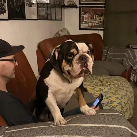 A young medium-sized male Bulldog dog named Henry for adoption in Austin, TX