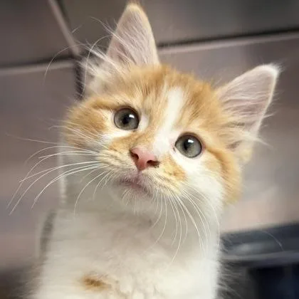 Butters thumbnail 3