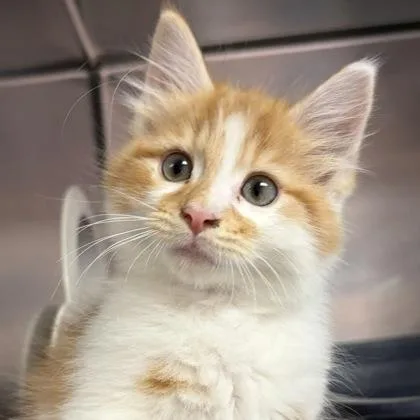 Butters thumbnail 5