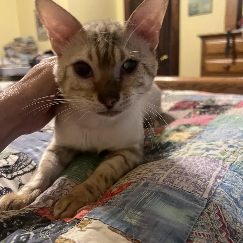 An adult large-sized male Cream Point Bengal cat named White Tiger for adoption in Hartford, KY