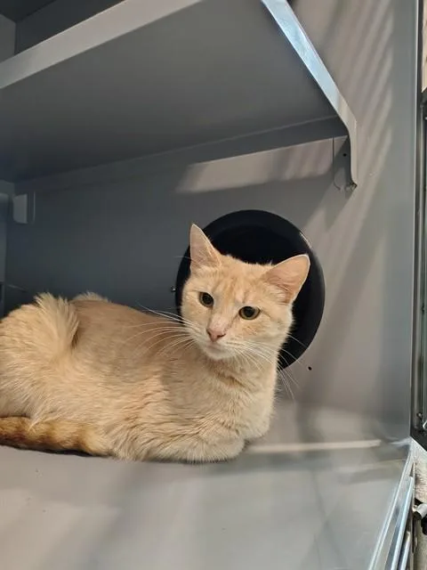 A young medium-sized female Domestic Short Hair cat named Cheddar for adoption in Leesburg, VA