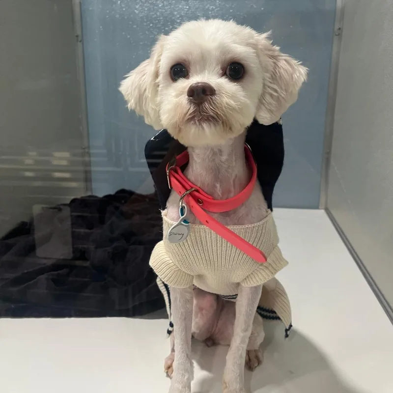 A young small-sized female White / Cream Maltese dog named Snowy for adoption in The Colony, TX