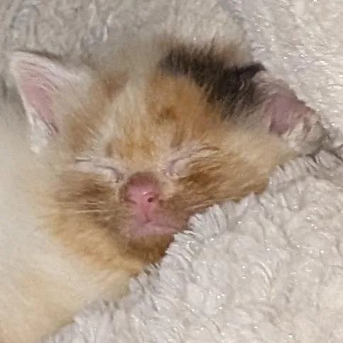 Peach Fluff