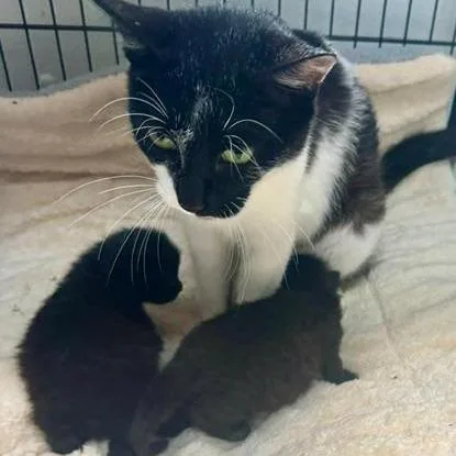 An adult medium-sized female Black Domestic Short Hair cat named Stella for adoption in Mooresville, NC